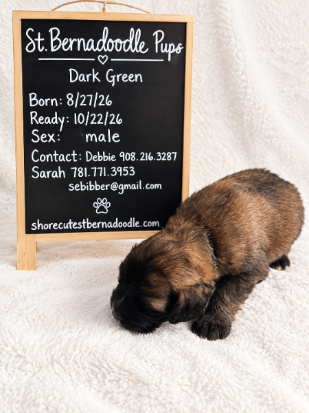 Dark Green (boy)
