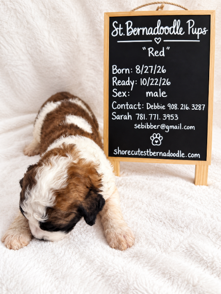 Red (boy)